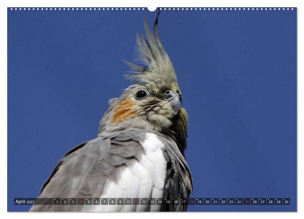 Nymphensittiche (CALVENDO Premium Wandkalender 2027)