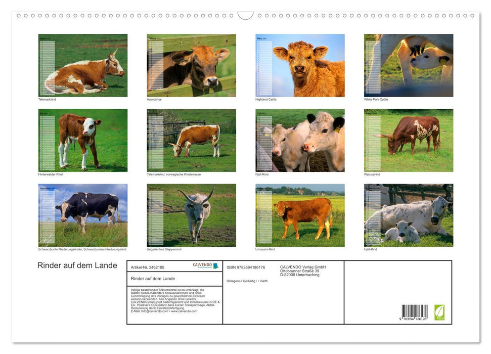 Rinder auf dem Lande (CALVENDO Wandkalender 2027)