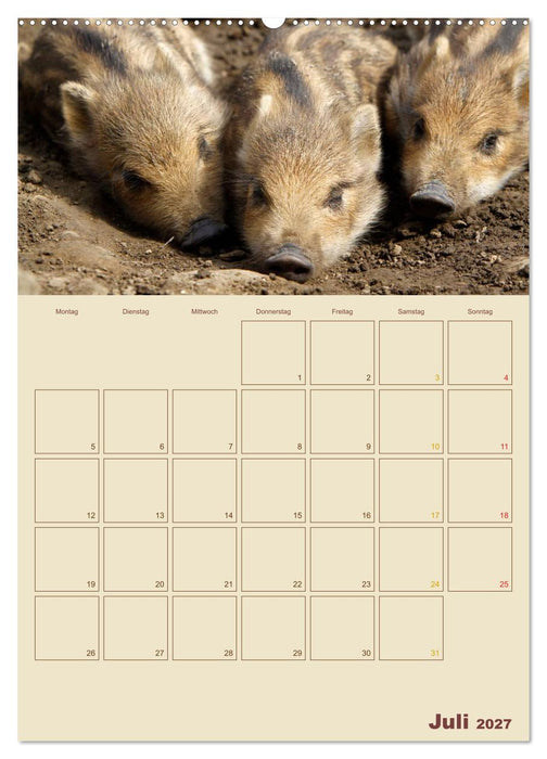 Wildschweine (CALVENDO Premium Wandkalender 2027)