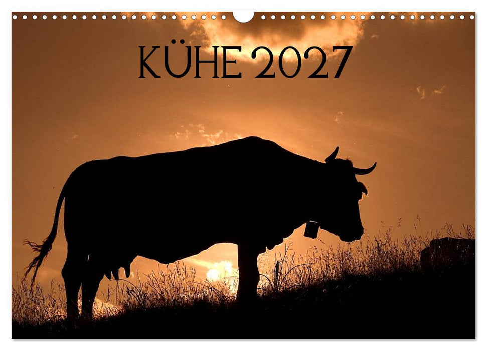 Kühe 2027 (CALVENDO Wandkalender 2027)