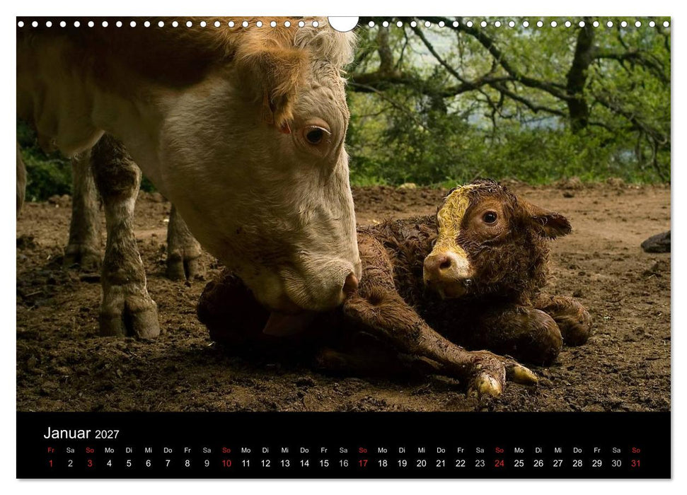 Kühe 2027 (CALVENDO Wandkalender 2027)