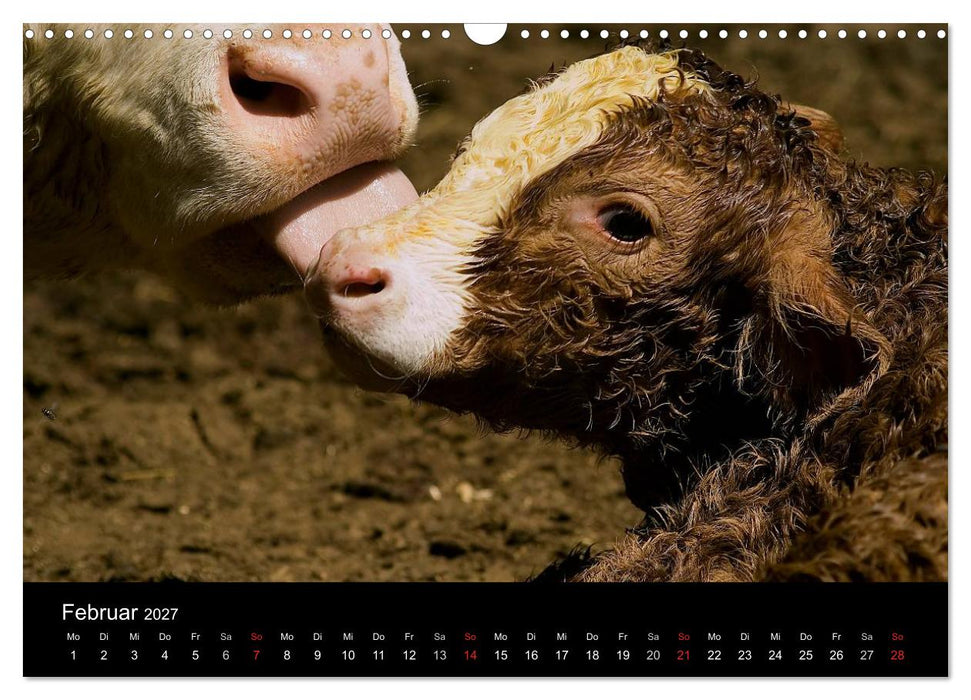 Kühe 2027 (CALVENDO Wandkalender 2027)