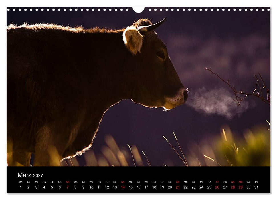 Kühe 2027 (CALVENDO Wandkalender 2027)