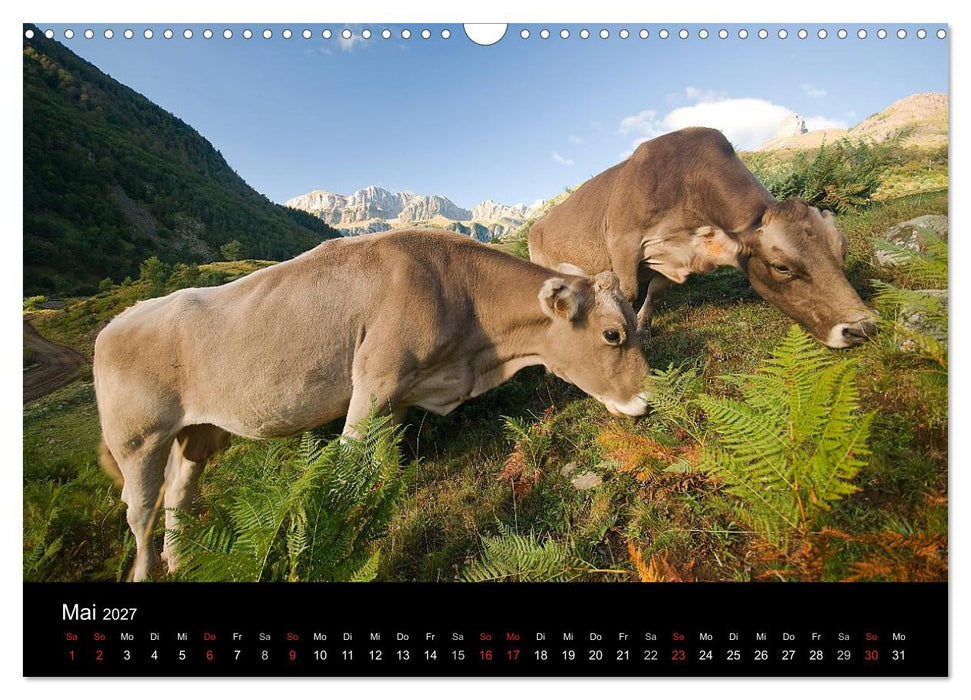Kühe 2027 (CALVENDO Wandkalender 2027)