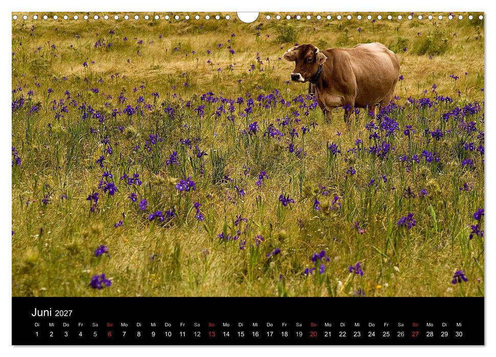 Kühe 2027 (CALVENDO Wandkalender 2027)