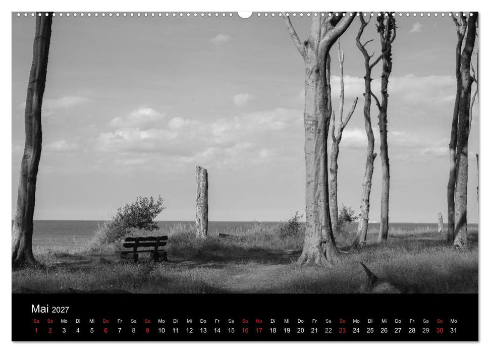 Bäume trees 2027 (CALVENDO Premium Wandkalender 2027)