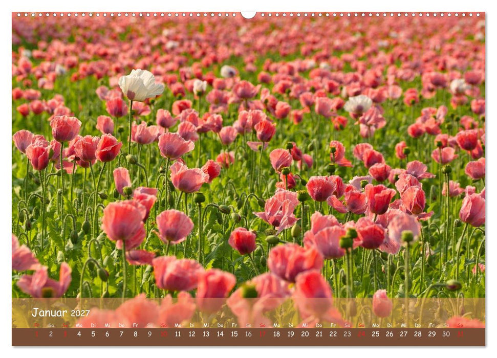 Mohnträume (CALVENDO Premium Wandkalender 2027)
