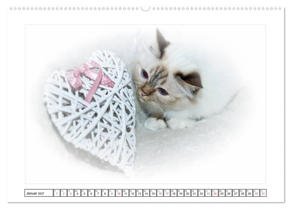 Katzen – Treue Begleiter (CH - Version) (CALVENDO Premium Wandkalender 2027)