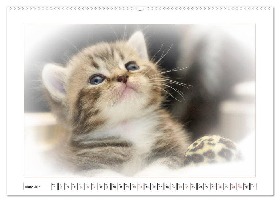 Katzen – Treue Begleiter (CH - Version) (CALVENDO Premium Wandkalender 2027)