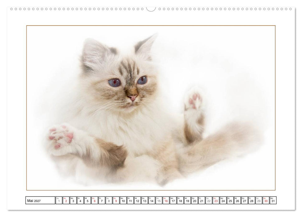 Katzen – Treue Begleiter (CH - Version) (CALVENDO Premium Wandkalender 2027)