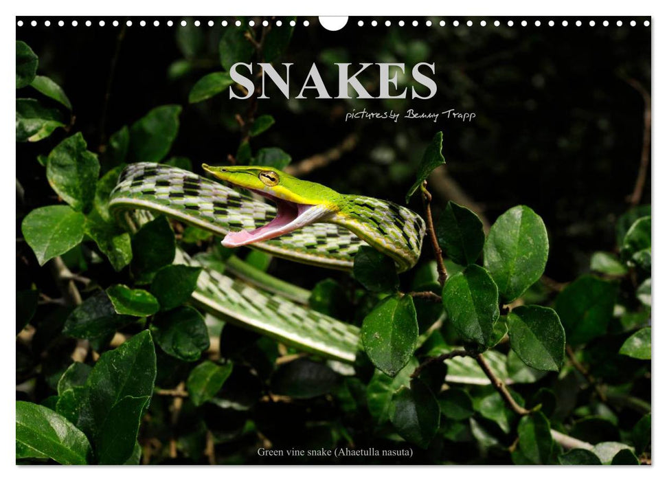 SNAKES / UK-Version (CALVENDO Monthly Calendar 2027)