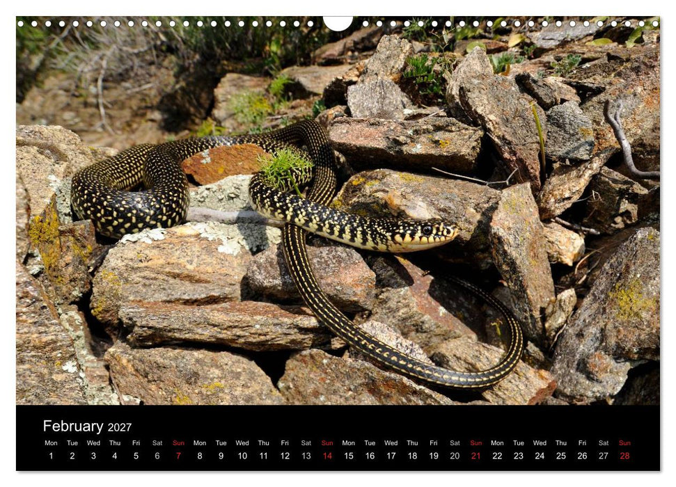 SNAKES / UK-Version (CALVENDO Monthly Calendar 2027)