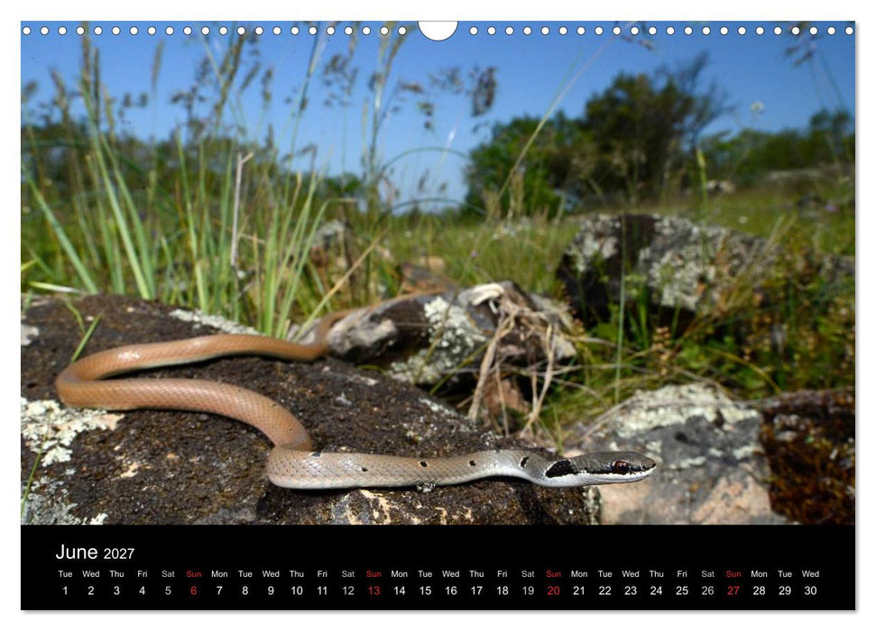SNAKES / UK-Version (CALVENDO Monthly Calendar 2027)