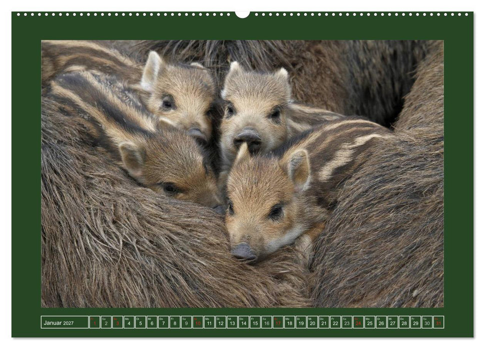 Schweinkram - Die Wildschweine sind los (CALVENDO Premium Wandkalender 2027)