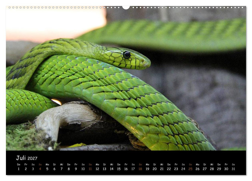 Reptilien 2027 (CALVENDO Premium Wandkalender 2027)