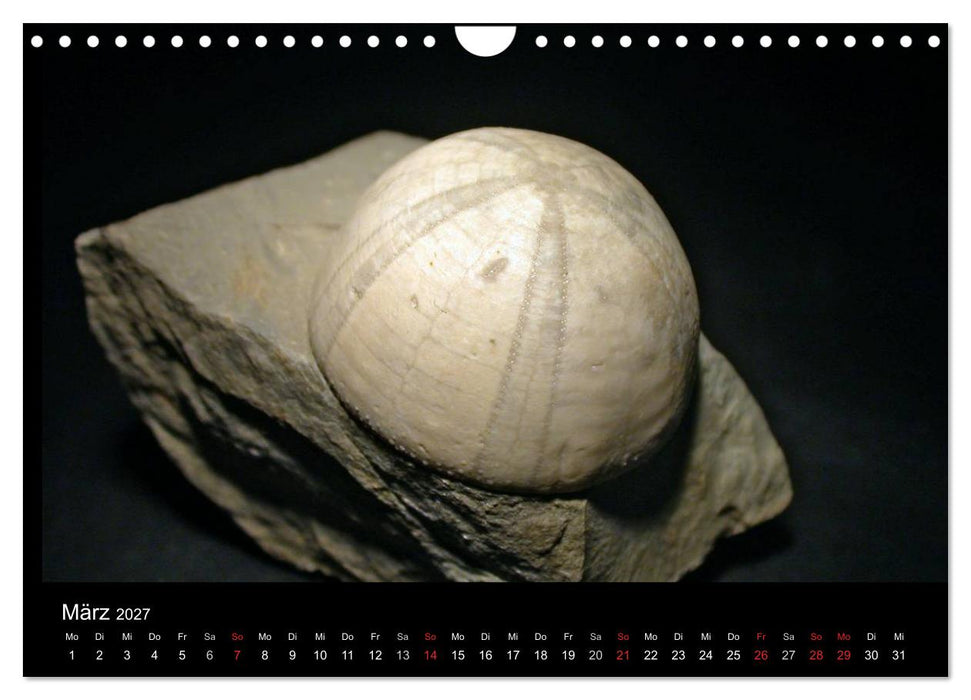 Fossilien - Zeugen der Urzeit (CALVENDO Wandkalender 2027)