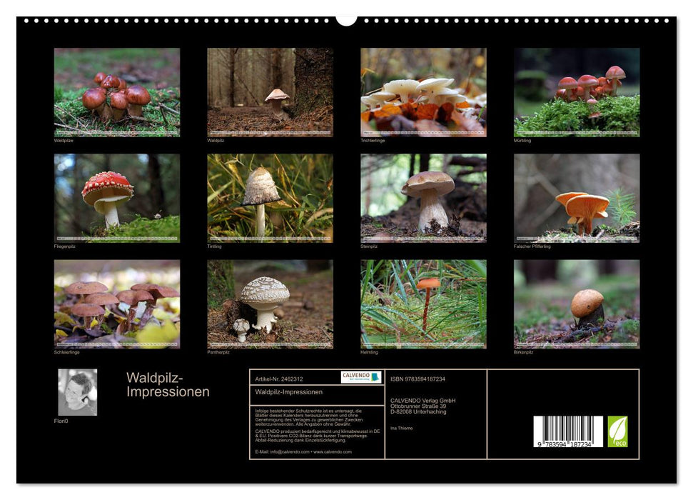 Waldpilz-Impressionen (CALVENDO Premium Wandkalender 2027)