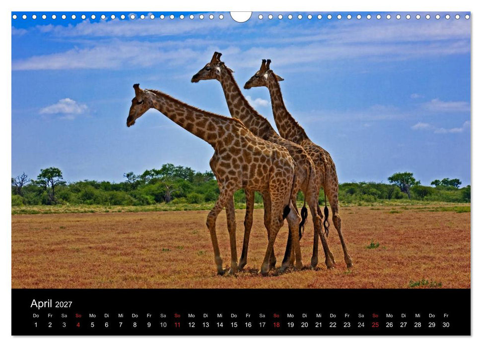 Namibias Tiere: von groß bis klein (CALVENDO Wandkalender 2027)
