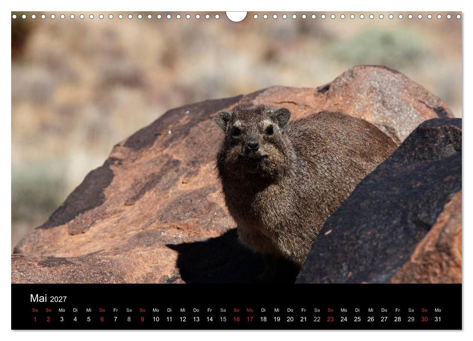 Namibias Tiere: von groß bis klein (CALVENDO Wandkalender 2027)
