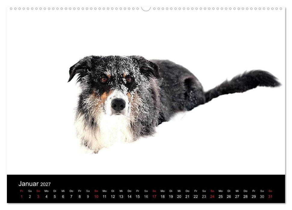 Border Collies (CALVENDO Premium Wandkalender 2027)