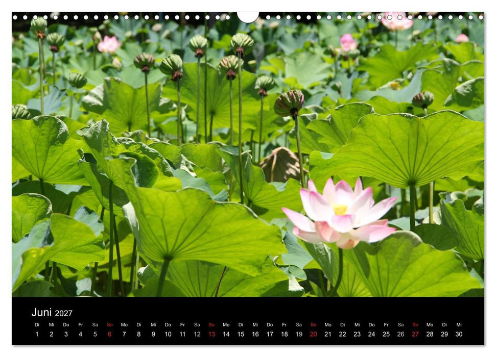 Trauminsel Mauritius (CALVENDO Wandkalender 2027)