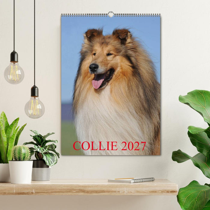 Collie 2027 (CALVENDO Wandkalender 2027)