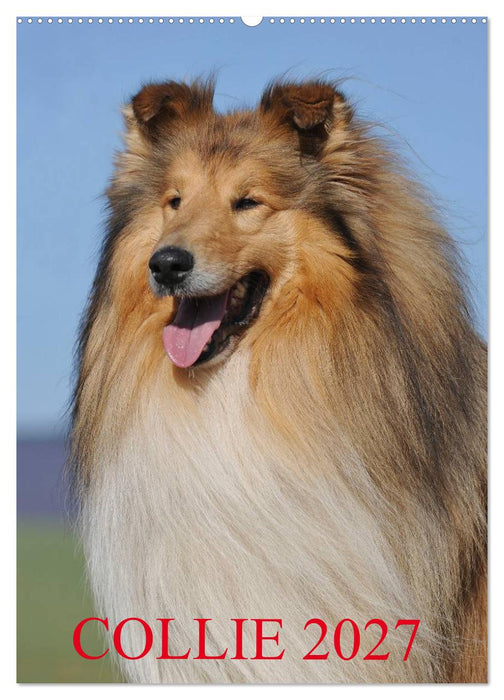 Collie 2027 (CALVENDO Wandkalender 2027)