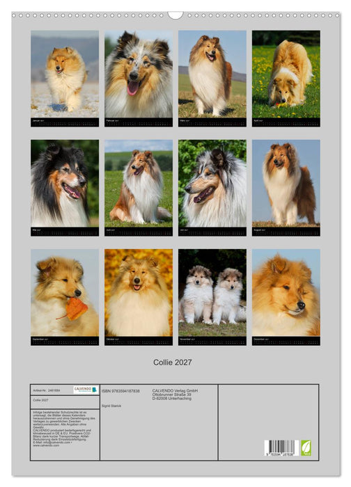 Collie 2027 (CALVENDO Wandkalender 2027)