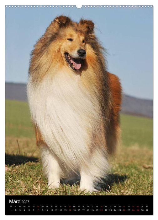 Collie 2027 (CALVENDO Wandkalender 2027)