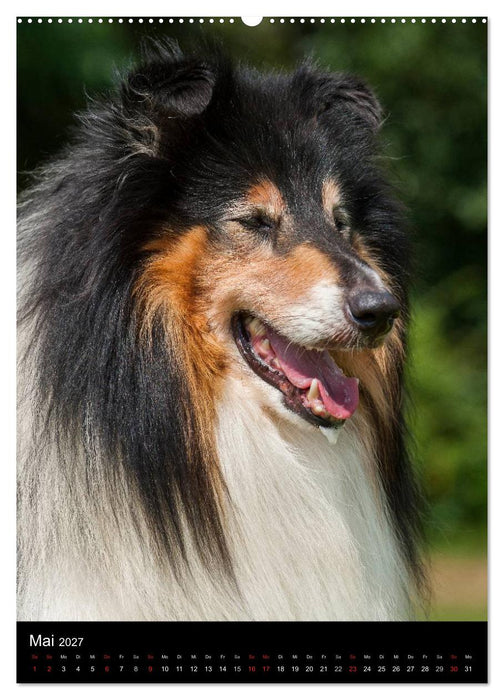 Collie 2027 (CALVENDO Wandkalender 2027)