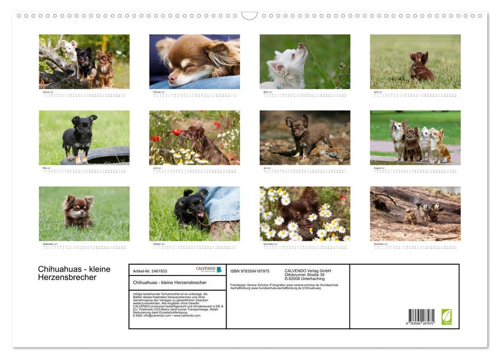 Chihuahuas - kleine Herzensbrecher (CALVENDO Wandkalender 2027)