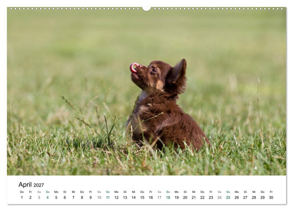Chihuahuas - kleine Herzensbrecher (CALVENDO Wandkalender 2027)