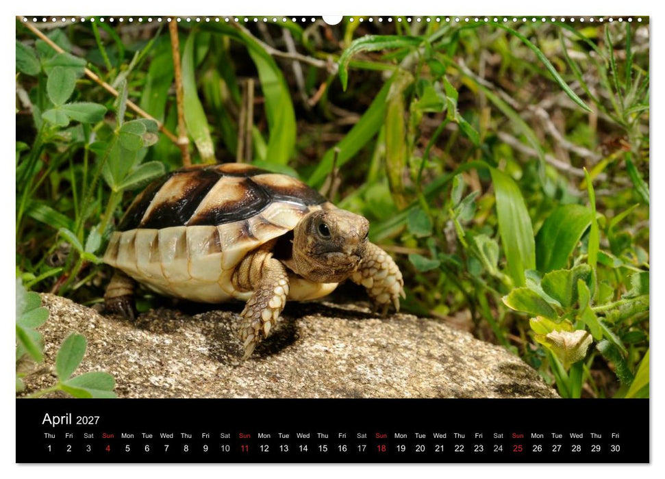 European Tortoises / UK-Version (CALVENDO Premium-Calendar 2027)