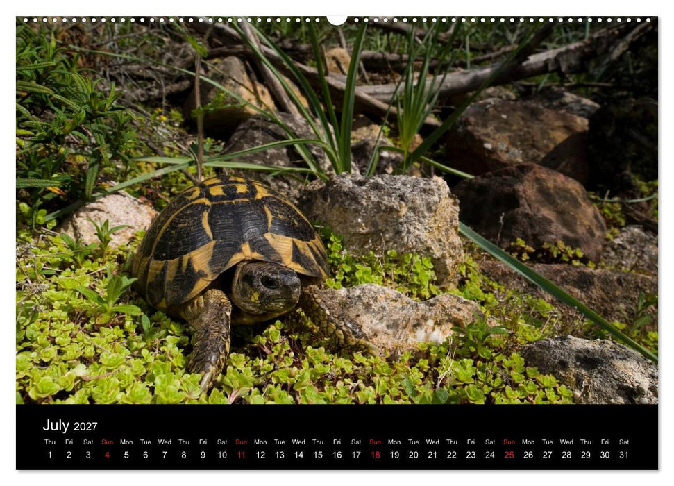 European Tortoises / UK-Version (CALVENDO Premium-Calendar 2027)
