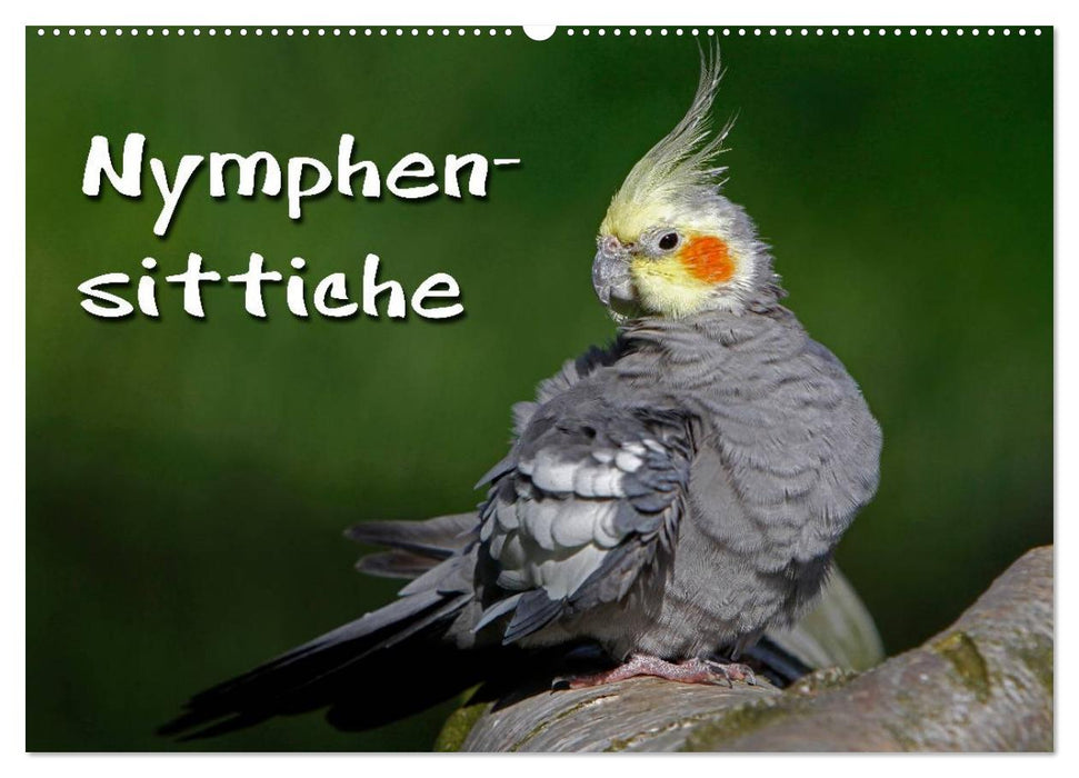 Nymphensittiche (CALVENDO Wandkalender 2027)