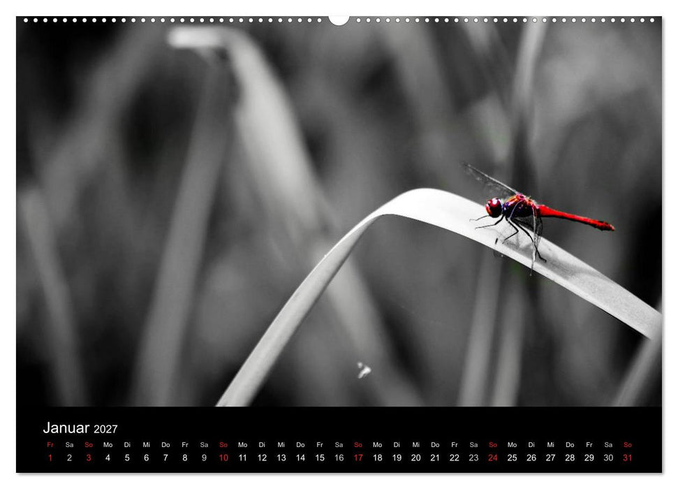 Farbtupfer (CALVENDO Wandkalender 2027)