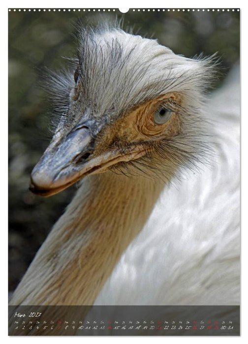 Nandu, Emu & Co. (CALVENDO Premium Wandkalender 2027)