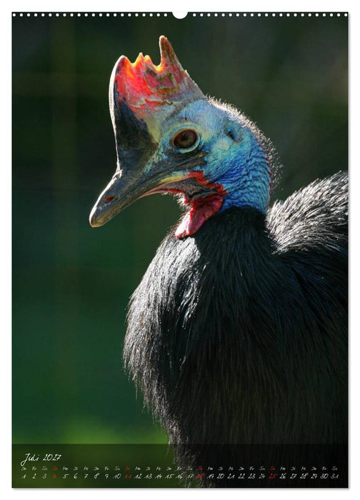 Nandu, Emu & Co. (CALVENDO Premium Wandkalender 2027)