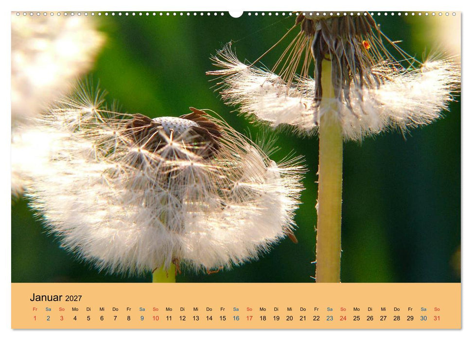 Wildblumen 2027 (CALVENDO Premium Wandkalender 2027)