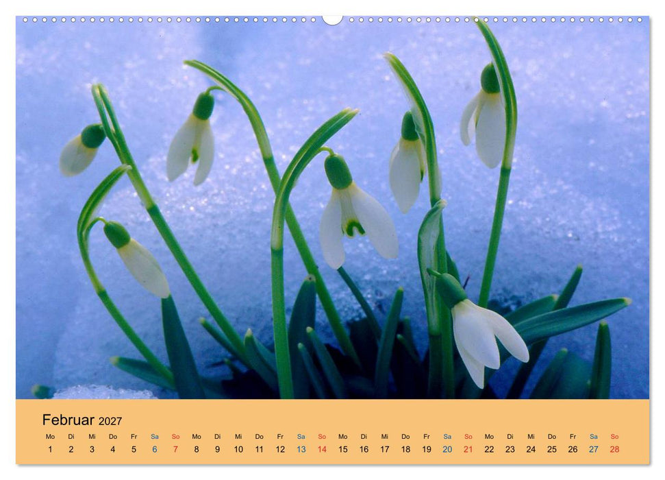 Wildblumen 2027 (CALVENDO Premium Wandkalender 2027)