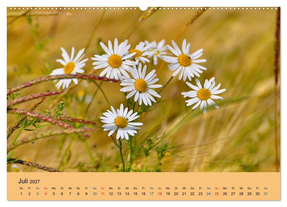 Wildblumen 2027 (CALVENDO Premium Wandkalender 2027)
