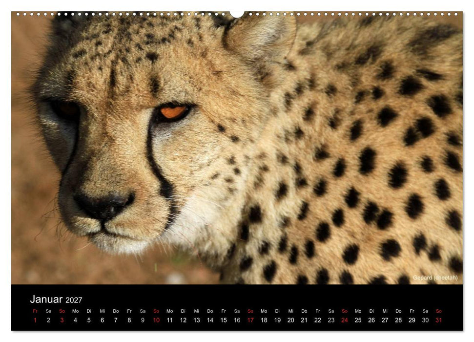 Raubkatzen (CALVENDO Premium Wandkalender 2027)