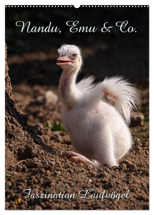 Nandu, Emu & Co. (CALVENDO Wandkalender 2027)