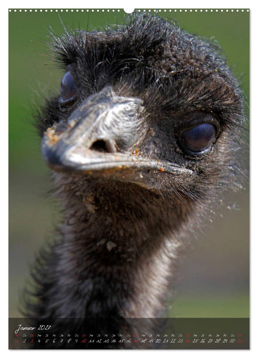 Nandu, Emu & Co. (CALVENDO Wandkalender 2027)