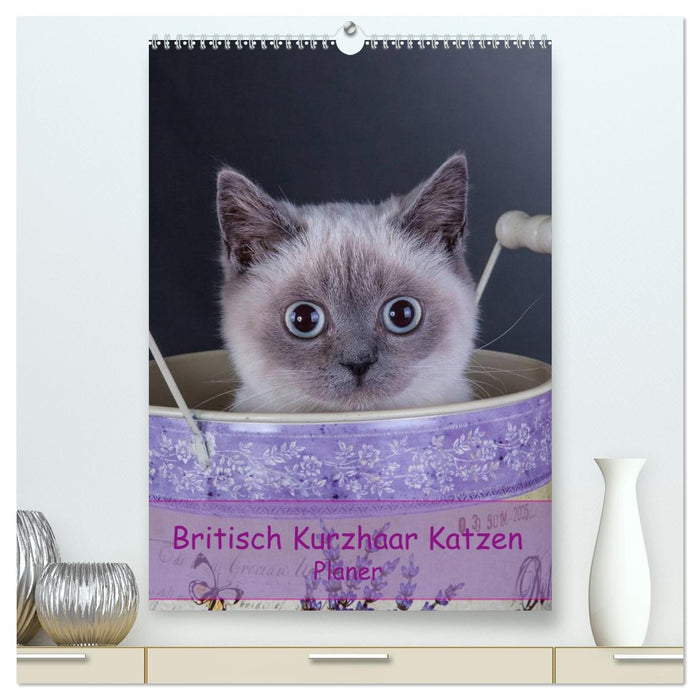 Britisch Kurzhaar Katzen - Planer (CALVENDO Premium Wandkalender 2027)