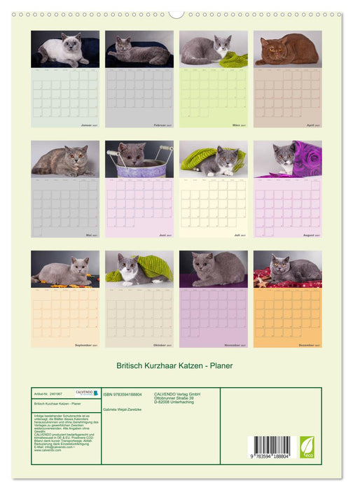 Britisch Kurzhaar Katzen - Planer (CALVENDO Premium Wandkalender 2027)