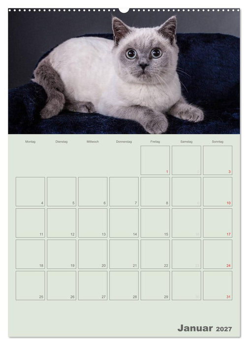 Britisch Kurzhaar Katzen - Planer (CALVENDO Premium Wandkalender 2027)