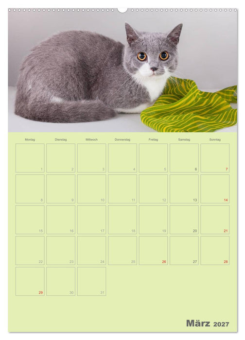 Britisch Kurzhaar Katzen - Planer (CALVENDO Premium Wandkalender 2027)