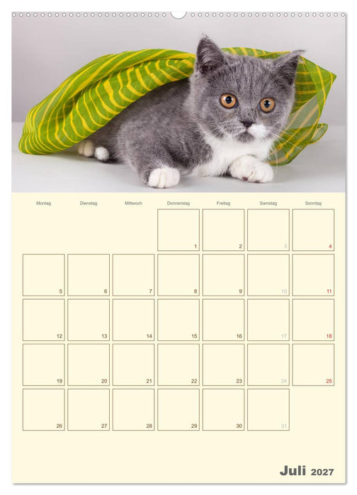 Britisch Kurzhaar Katzen - Planer (CALVENDO Premium Wandkalender 2027)