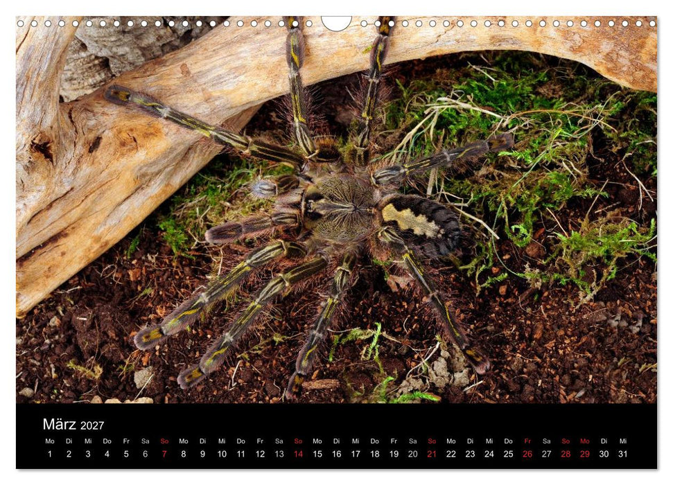 Vogelspinnen - Tarantulas (CALVENDO Wandkalender 2027)